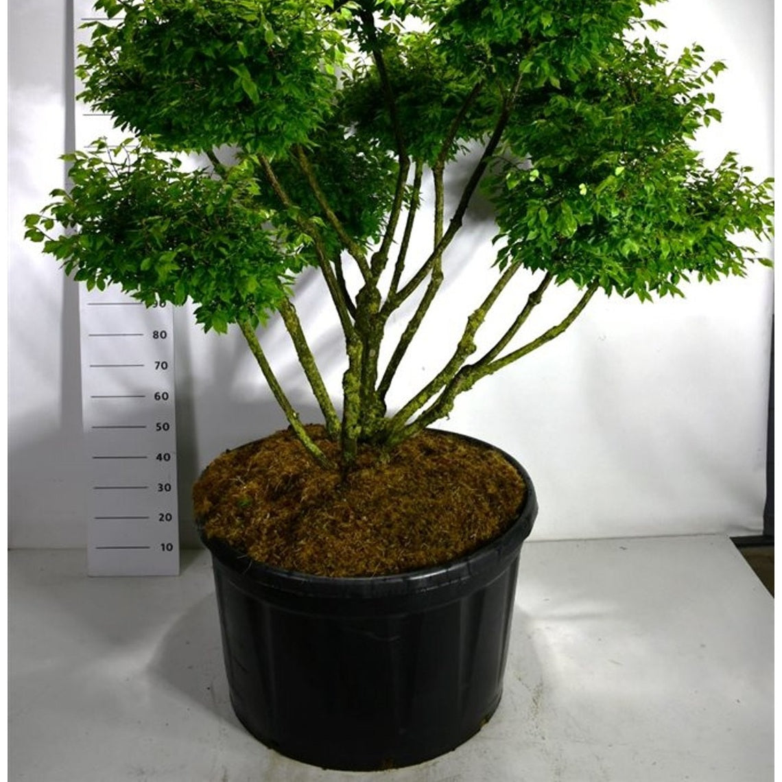 Vingbenved – Euonymus alatus 'Compactus' - C280 125-150 cm. Bonsai